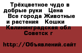 Трёхцветное чудо в добрые руки › Цена ­ 100 - Все города Животные и растения » Кошки   . Калининградская обл.,Советск г.